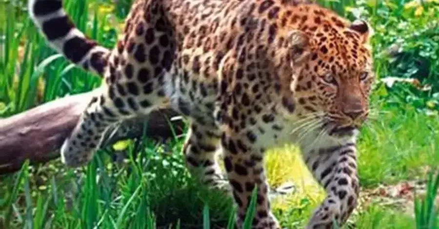 Un léopard avance dans les hautes herbes du Zoo des Sables